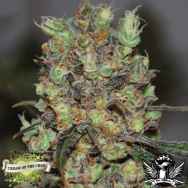 Cream of the Crop Seeds Purple Paralysis